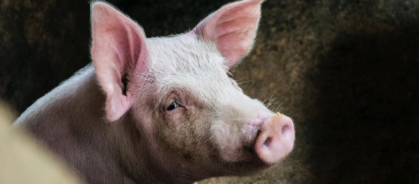 Αιματηρή εκδίκηση στην Βραζιλία - Του έκοψαν τα γεννητικά όργανα και τα τάισαν σε γουρούνι